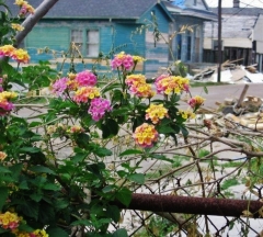 Photo I took in New Orleans, 2007. Beauty in brokenness.